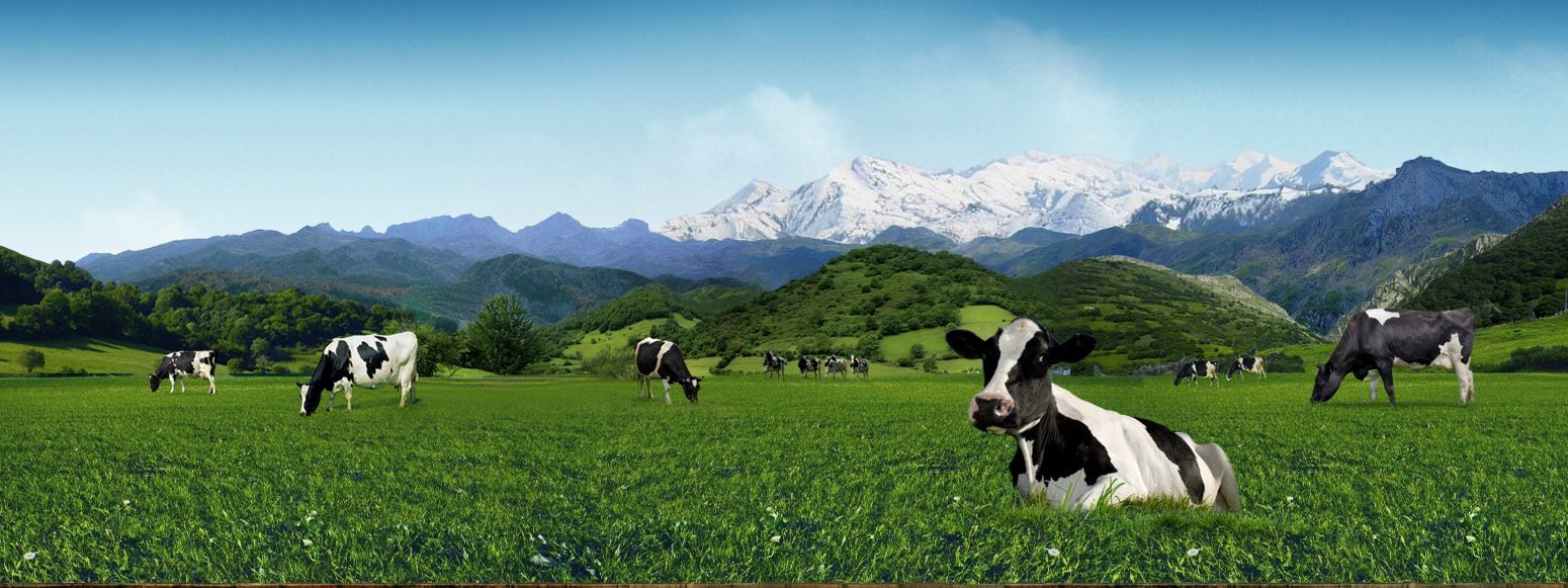 CENTRAL LECHERA ASTURIANA