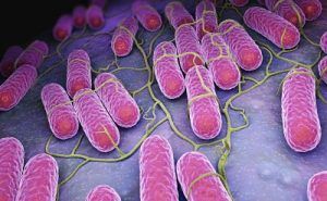 Antibacterianos frente a Salmonella - Higienización piensos- Ácido Lignosulfónico
