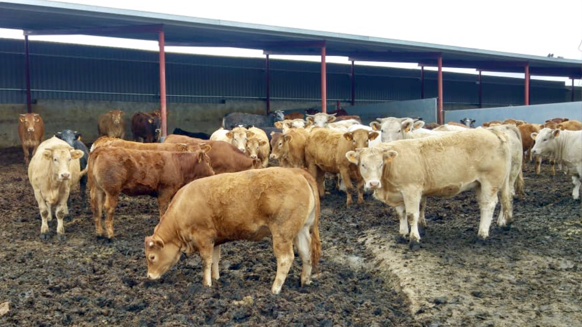 Integralfeed Cebo deTerneras sin paja Kellervet Blog K