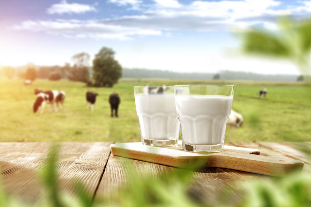 ¿Qué pago por 1 litro de leche?-Kellervet blog