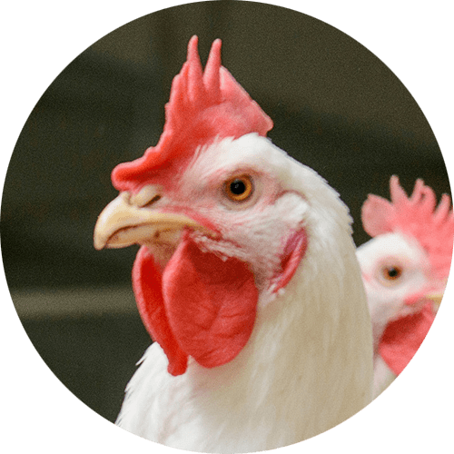 Softacid en pollos - Kellervet