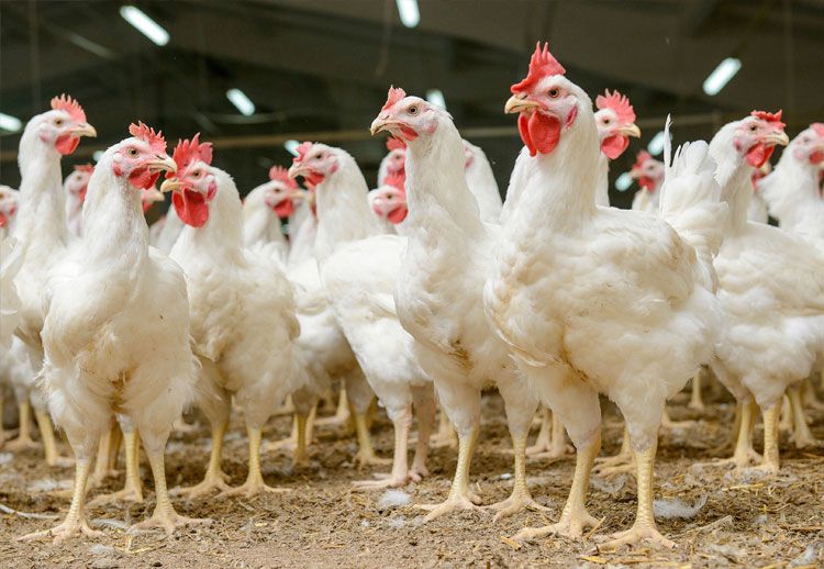 Softacid en pollos - Kellervet